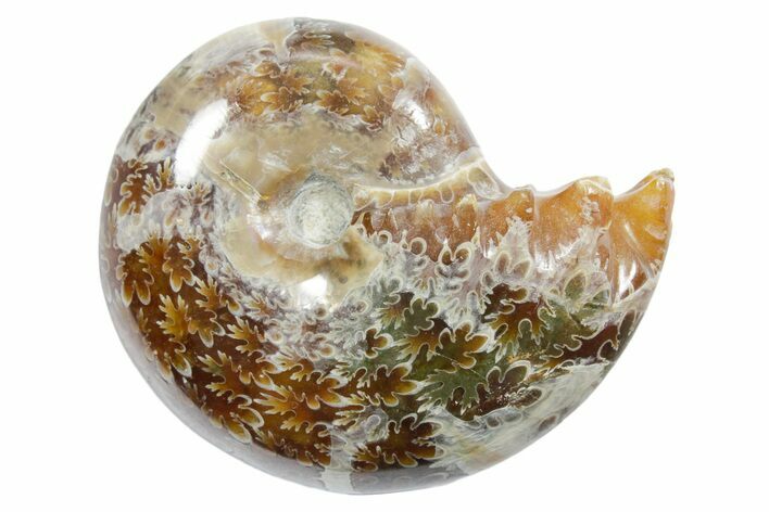 Polished Ammonite (Phylloceras) Fossil - Madagascar #349794